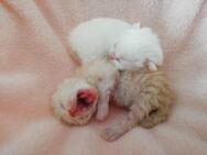 Perser kitten - Kyritz