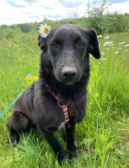 Busca-verspielt,Familienhund, bald in DE - Blankenheim (Nordrhein-Westfalen)