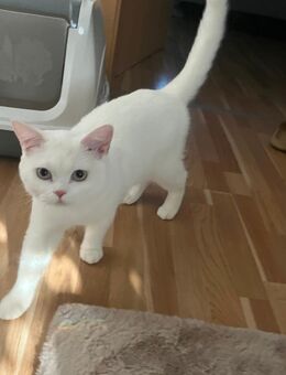 Mega verschmuster Bkh Kater weiß blaue Augen 9monate ab sofort - Essen