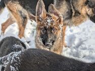 Altdeutsche Schäferhundwelpen - Frauenstein