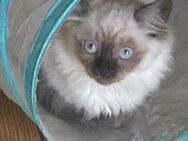Unsere kleinen Ragdoll-BKH-Mix suchen eine Familie.. - Berlin