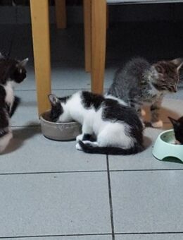 Süße Kätzchen zu verkaufen – 3 Kater & 1 Katzen - Krefeld