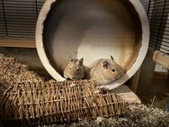 2 Degus - Leipzig