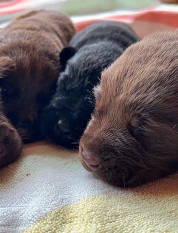 Labrador Welpen in Schoko und Schwarz aus liebevoller Hobbyzucht - Kaufering