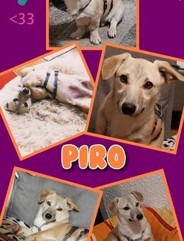 Kleiner Piro wartet auf netten Besuch! - Nürnberg