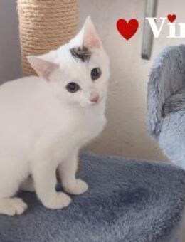 Vin - Zarte Hübsche - Stein-Wingert