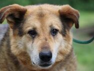 Nanook - verschmust u. sehr lieb - Lohra