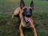 Malinois- sucht Rasseliebhaber - Bad Belzig