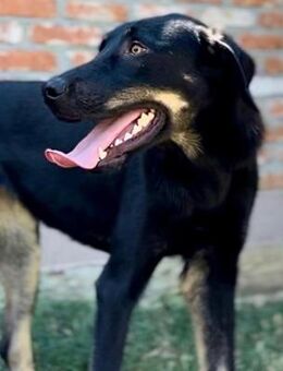 Henna - Liebevolle Hündin sucht Familie - Berlin