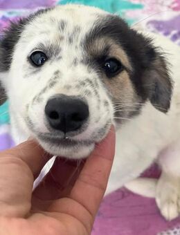 Elfie sucht ab Januar ein Zuhause - Alfdorf