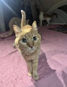 Max aus dem Tierschutz - Grevenbroich