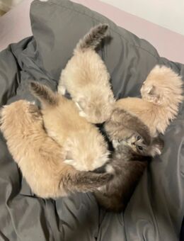 5 Zauberhafte Kitten suchen liebevolles Zuhause!! - Salzgitter