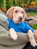 Labrador Welpen Junge Rüde weiß Champagner Düsseldorf Köln Abholbereit in 41748