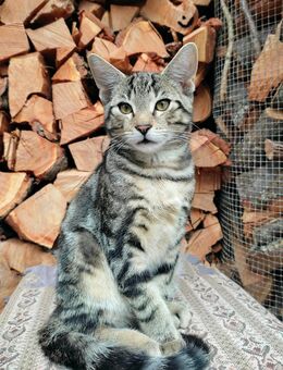 BKH Mix Kitten suchen ein neues liebevolles Zuhause - Ölbronn-Dürrn