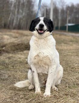 Sanfte liebe Hundeomi ❤️ - Süderholz