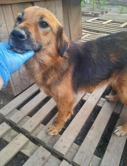 ❤️ liebenswerte Gaby ❤️ - Eislingen (Fils)