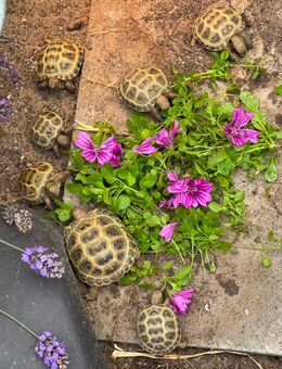Nachzuchten Testudo Horsfieldii von 2024 - Seddiner See