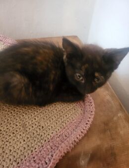 Maincoon Mix kitten - Hunderdorf