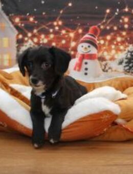 Gilly 20 cm 4 mon. - Finning