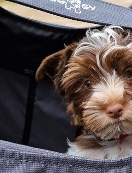 Biro Yorkshire Terrier - 3 Welpen, 1 Rüde & 2 Hündinnen,Abgabe Ende März - Pasewalk