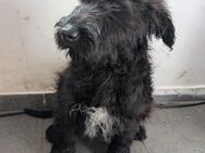 Labrador-Schnauzer Welpen - Löningen Zentrum