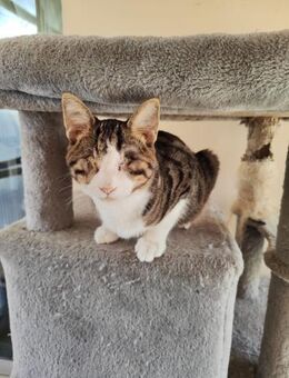 Handicap Kater Kermit aus dem Tierschutz - Grevenbroich