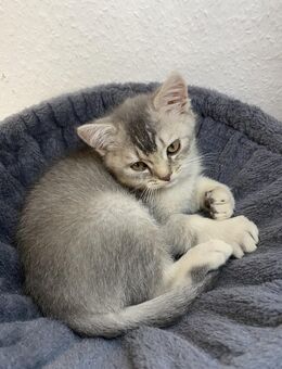 Britisch Kurzhaar Kater-Kitten abzugeben (grau-weiß, verspielt) - Löningen