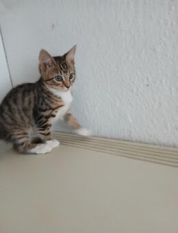 **Wunderschöne BKH Kitten im Wildlook - Frankfurt (Main)