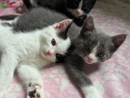 Drei zuckersüße Babykatzen suchen ein liebevolles Zuhause - Bodelshausen