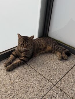 2 Kater zu verkaufen - Bad Salzdetfurth Zentrum