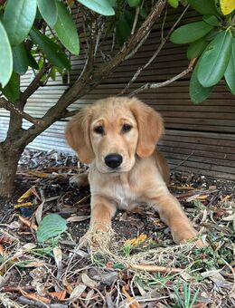Wurfplanung Golden Retriever Welpen - Düren