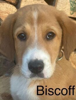 Biscoff auf Familiensuche - Bergkirchen