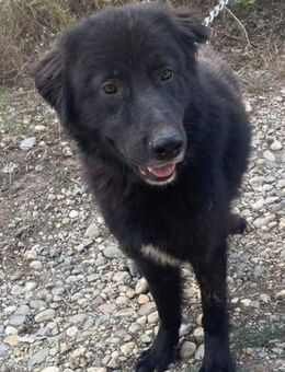 ROCK, ein perfekter Hund im XL-Format - Weiterstadt
