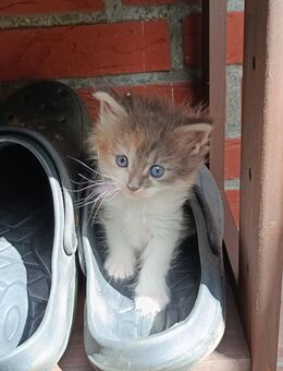 Norwegische Waldkatze - Maine Coon Kitten - Schüttorf