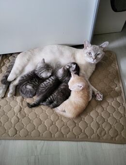 BKH-Kitten abholbereit mit Stammbuch und Impfpass - Iserlohn