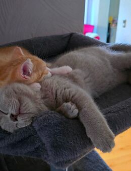 BKH Kitten - Siegen (Universitätsstadt) Eiserfeld