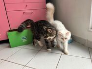 Zwei junge Katzen suchen Zuhause mit Freigang - Berlin Treptow-Köpenick
