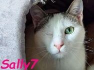 Sally7 bezaubernde Samtpfote 8/24 GRC - Ruppertsecken