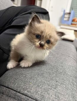 Heilige Birma Kitten - Viersen