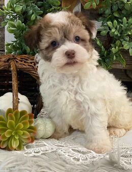 Update! 3 Reinrassige Havaneser-Welpen mit Stammbaum - Frankfurt (Main)