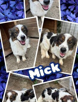 Hübscher Mick- bald auf Pflegestelle ! - Nürnberg