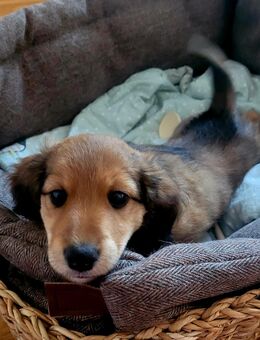 Dackel Jack-Russel-Mix Jackshund - Moisburg