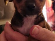 Chihuahua - Mindelheim