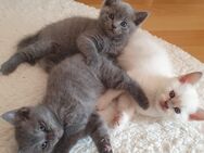 BKH British Kurzhaar Kitten Reinrassig männlich weiblich weiß grau-Blau - Hamburg