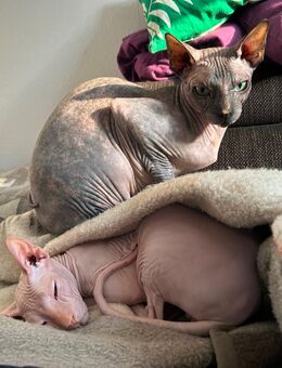 Katzen Zuhause gesucht: 2 Sphynx - Göttingen