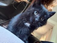 Bkh mix kitten - Porta Westfalica Eisbergen