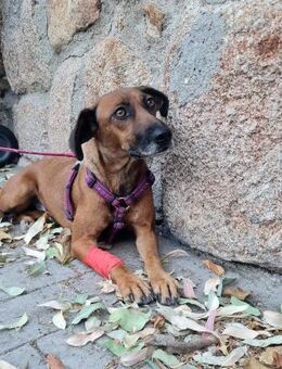 Mulan - zarte herzensgute Hündin - Ratekau