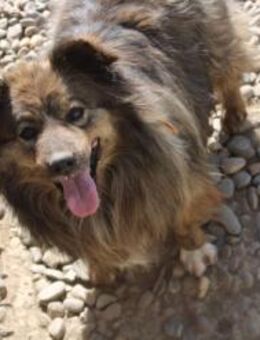 Nelu, kleiner Hund mit großem Herz - Celle