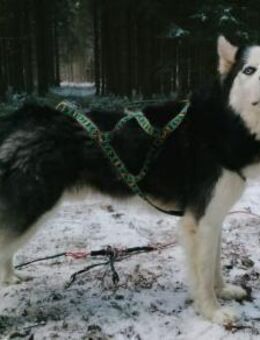 FELIX 2 ist liebenswert und freundlich - Hof
