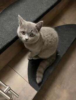 16 Wochen alten Kater - Sindelfingen Zentrum